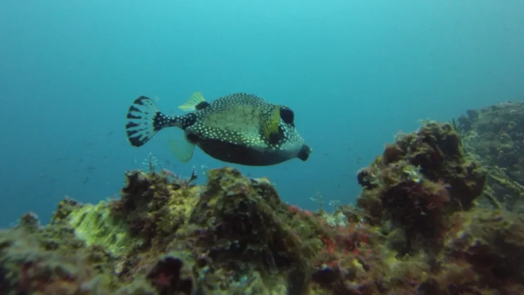 Fauna marina que se ve haciendo buceo en el mar Caribe colombiano. 
